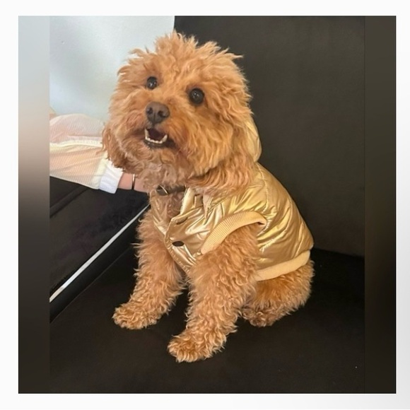 DKNY Dog Coat 🚨SOLD OUT ONLINE!🚨 - Picture 11 of 13